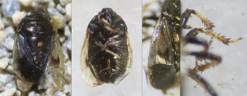 Réf. 339 264 : Crocistethus waltlianus