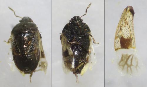 Réf. 339 265 : Crocistethus waltlianus