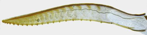 Réf. 339 087 : Eriocampa dorpatica