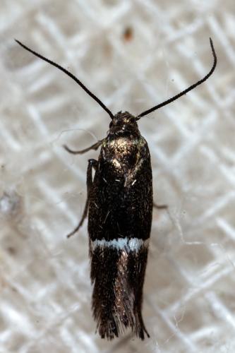 Elachista sp.