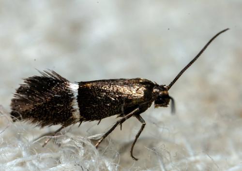 Elachista sp.