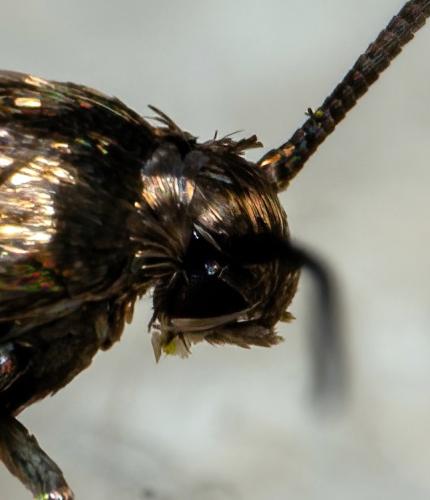 Elachista sp.