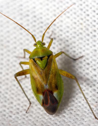 Réf. 339 224 : Reuterista instabilis