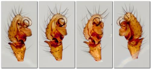 Lessertia dentichelis