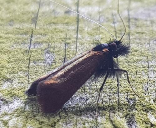 Réf. 339 677 : Adela cuprella