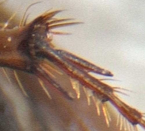 Melinopterus tingens