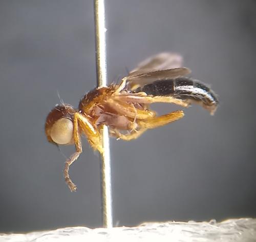 Elachiptera brevipennis