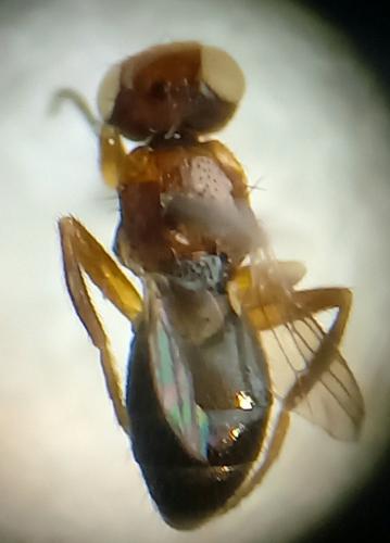 Elachiptera brevipennis