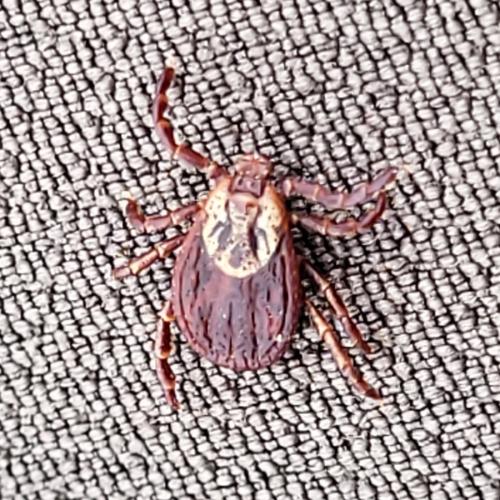 Dermacentor reticulatus