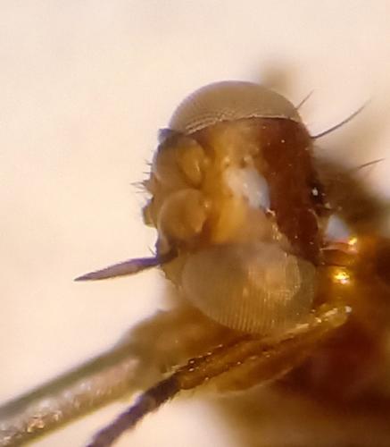 Elachiptera brevipennis