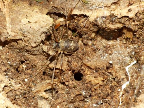 Dicranopalpus larvatus