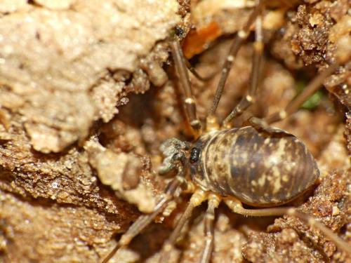 Dicranopalpus larvatus