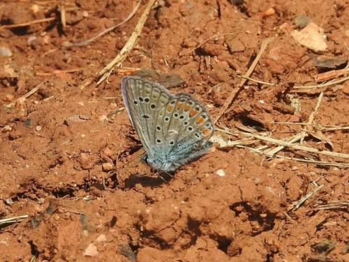 Réf. 339 259 : Polyommatus thersites