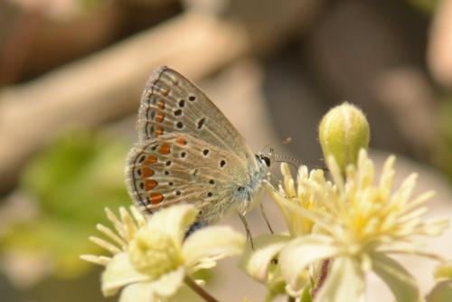 Polyommatus thersites