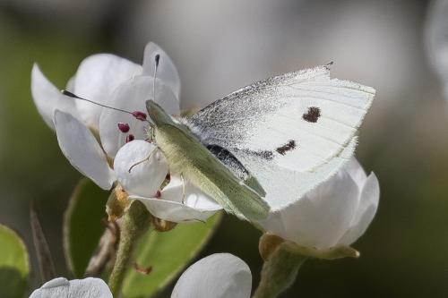 Réf. 339 639 : Pieris rapae