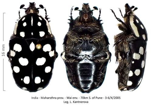 Anatona alboguttata