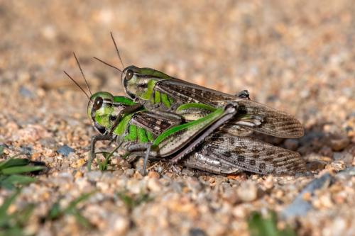 Réf. 339 696 : Locusta migratoria