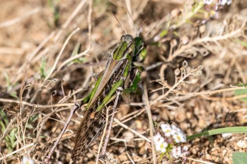 Réf. 339 697 : Locusta migratoria
