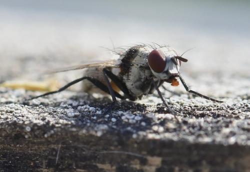 Anthomyia illocata