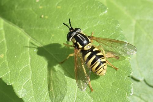 Réf. 339 297 : Chrysotoxum cautum