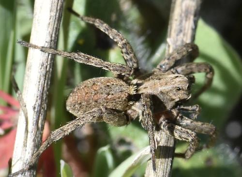 Réf. 339 307 : Alopecosa albofasciata