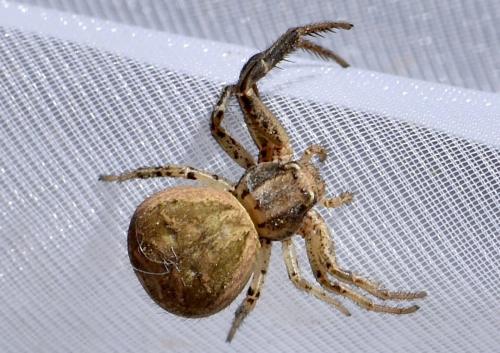 Xysticus sp.