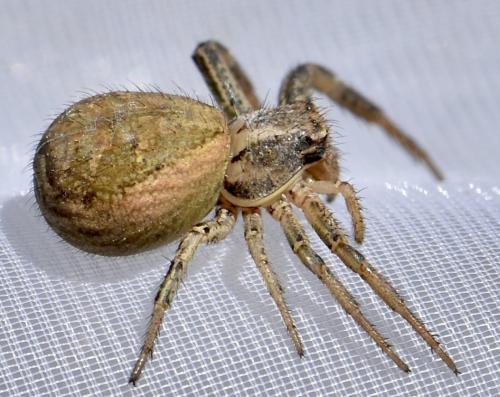 Xysticus sp.