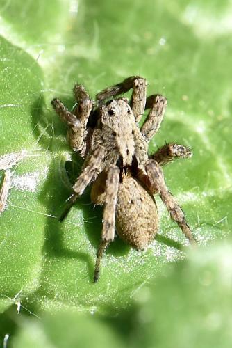 Alopecosa inquilina