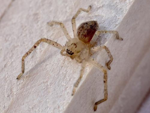 Olios argelasius