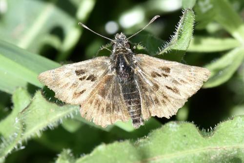 Réf. 339 611 : Carcharodus alceae