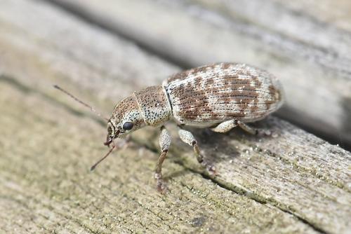 Réf. 339 667 : Pachyrhinus squamosus