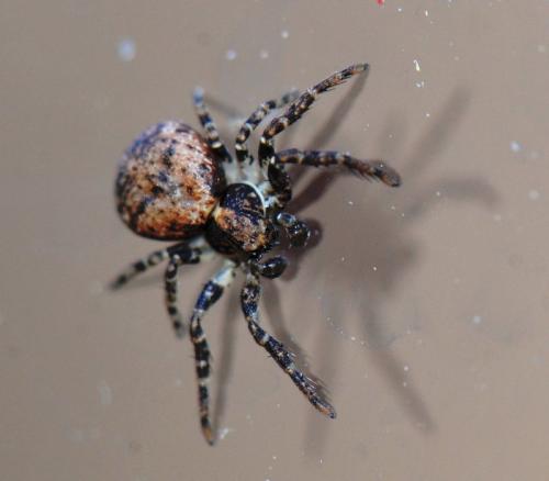 Ozyptila sp.