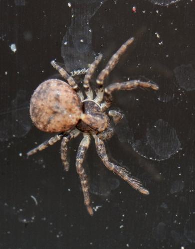 Ozyptila sp.