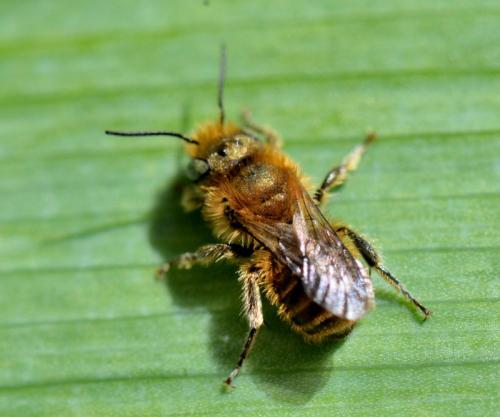 Réf. 339 282 : Osmia sp.