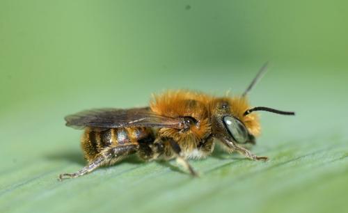Réf. 339 281 : Osmia sp.
