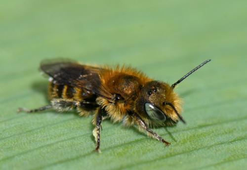 Réf. 339 280 : Osmia sp.