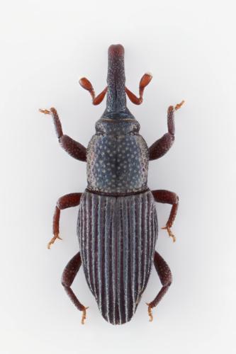 Réf. 339 603 : Stenommatus musae