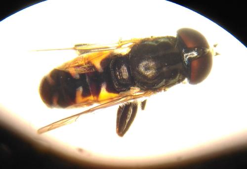 Réf. 339 025 : Eumerus ancylostylus
