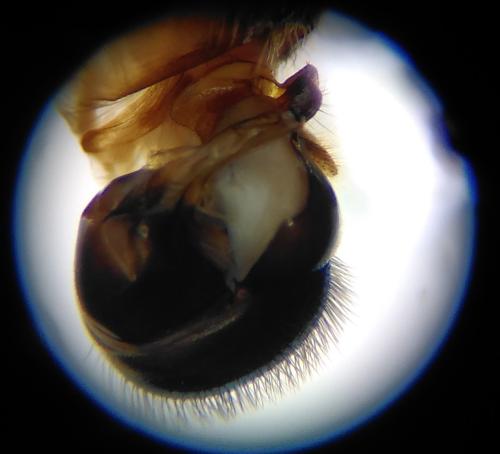 Réf. 339 027 : Eumerus ancylostylus
