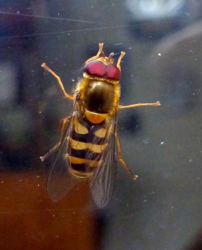 Réf. 339 192 : Syrphus sp.