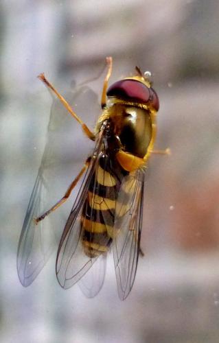 Réf. 339 191 : Syrphus sp.
