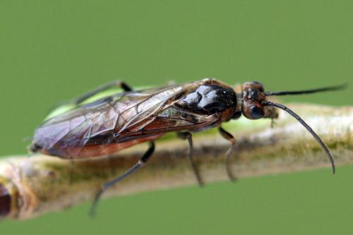 Réf. 339 798 : Euura histrio