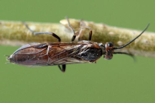 Euura histrio