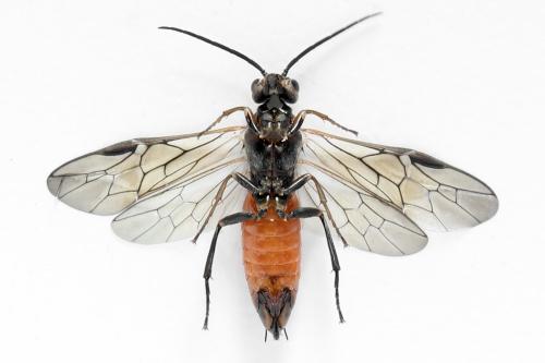 Euura histrio