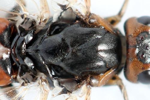 Euura histrio