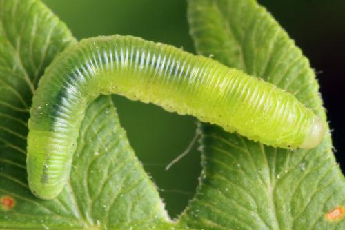 Aneugmenus fuerstenbergensis