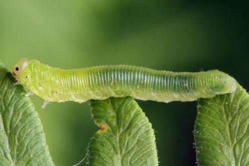 Aneugmenus fuerstenbergensis