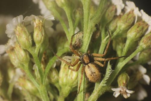 Philodromus sp.
