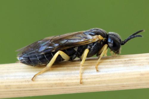 Réf. 339 745 : Aneugmenus fuerstenbergensis