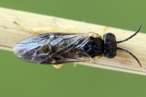 Réf. 339 746 : Aneugmenus fuerstenbergensis